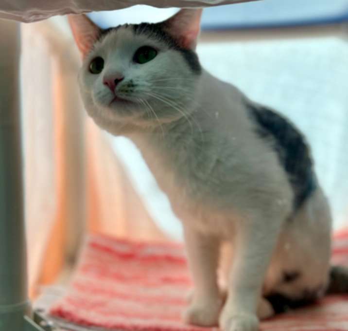 Photo of Linus - Available in Foster