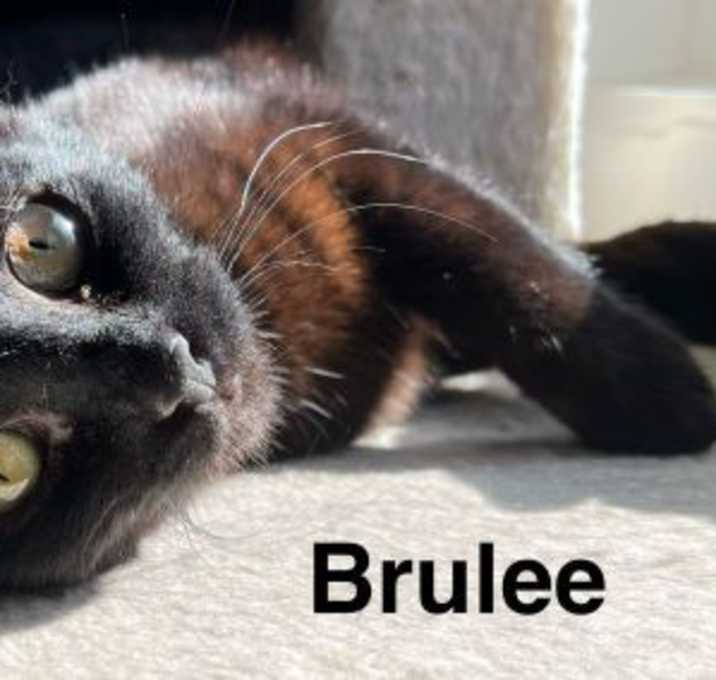 Photo of Brulee