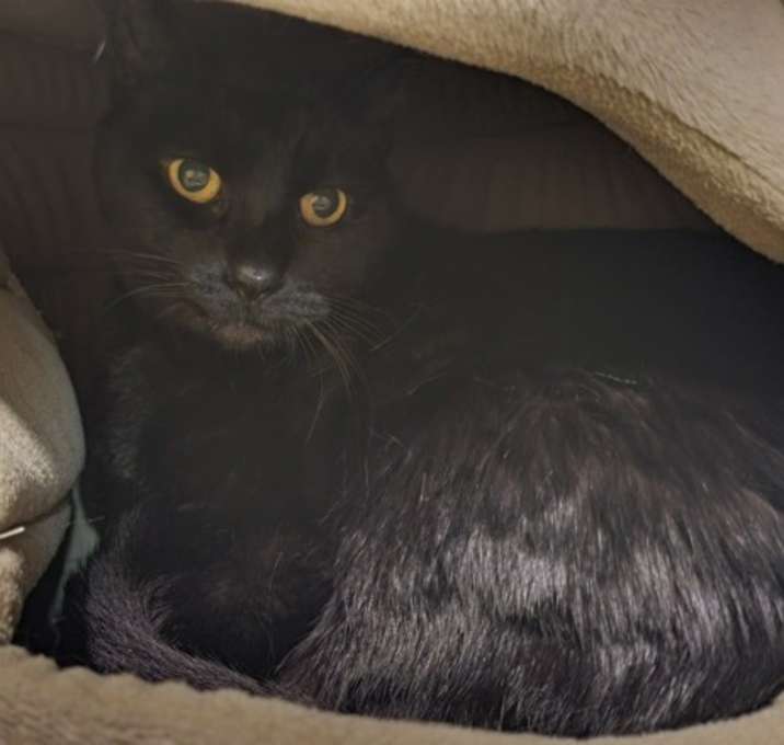 Photo of Jellybean