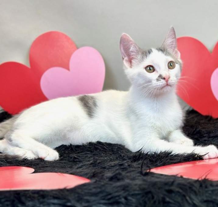 Photo of Snowball