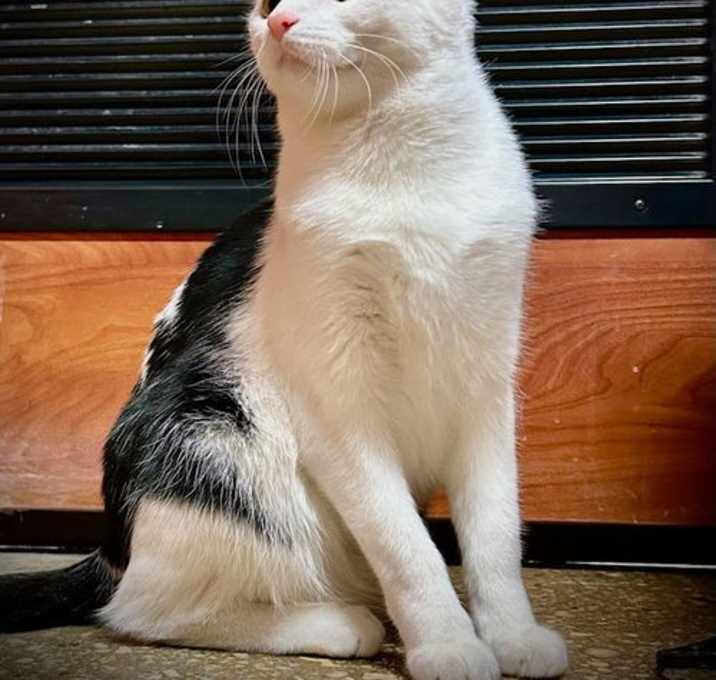 Photo of STARBURST (Bonded with my brother Marshmallow)