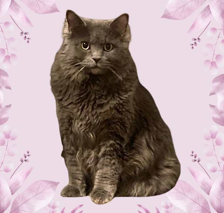 Photo of Persia