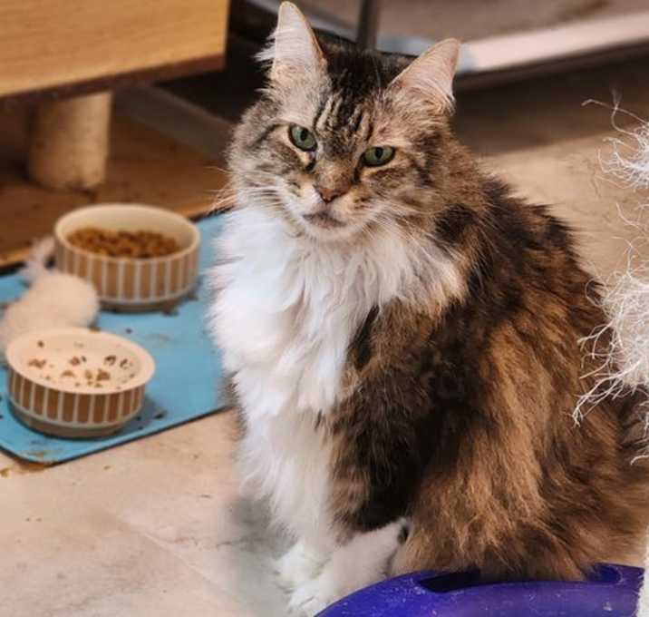 Photo of Bandit