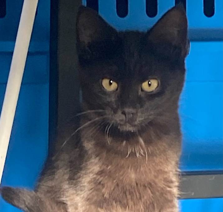 Photo of Onyx