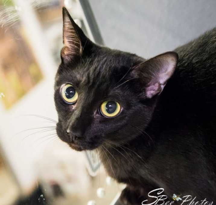 Photo of Smudge