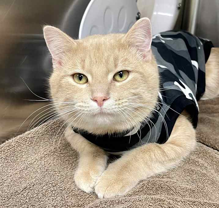 Photo of Bagel