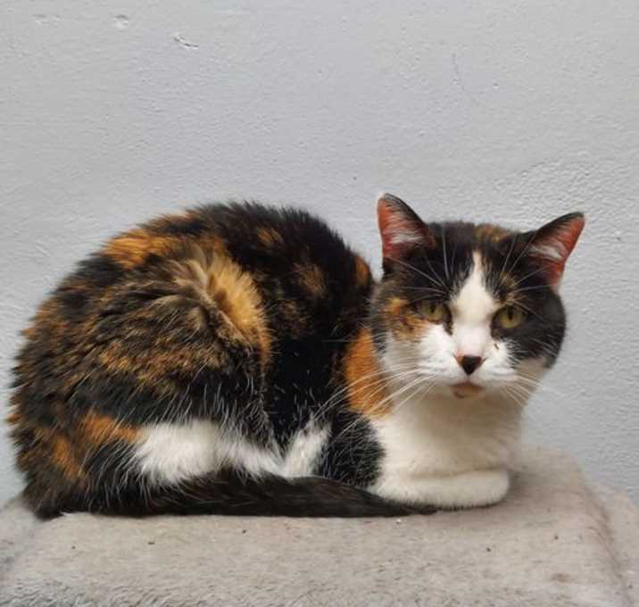 Photo of Bobbi @ The Cat's Brew