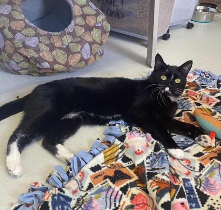 Photo of Huckleberry