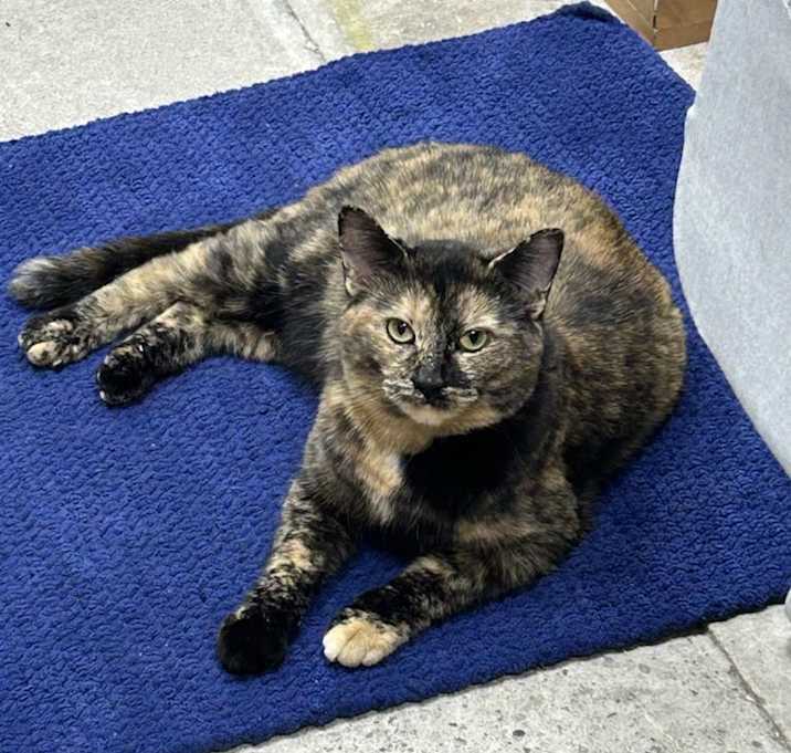 Photo of Noelle