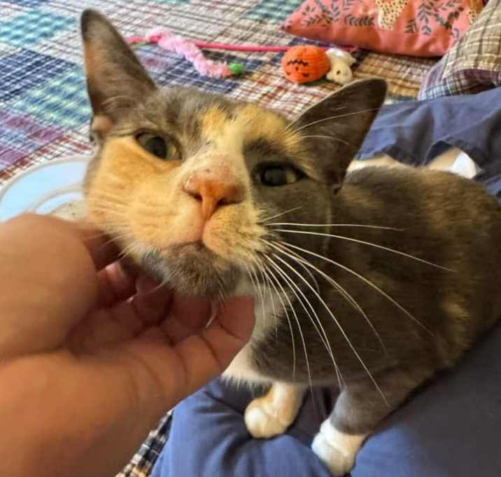 Photo of Yoda