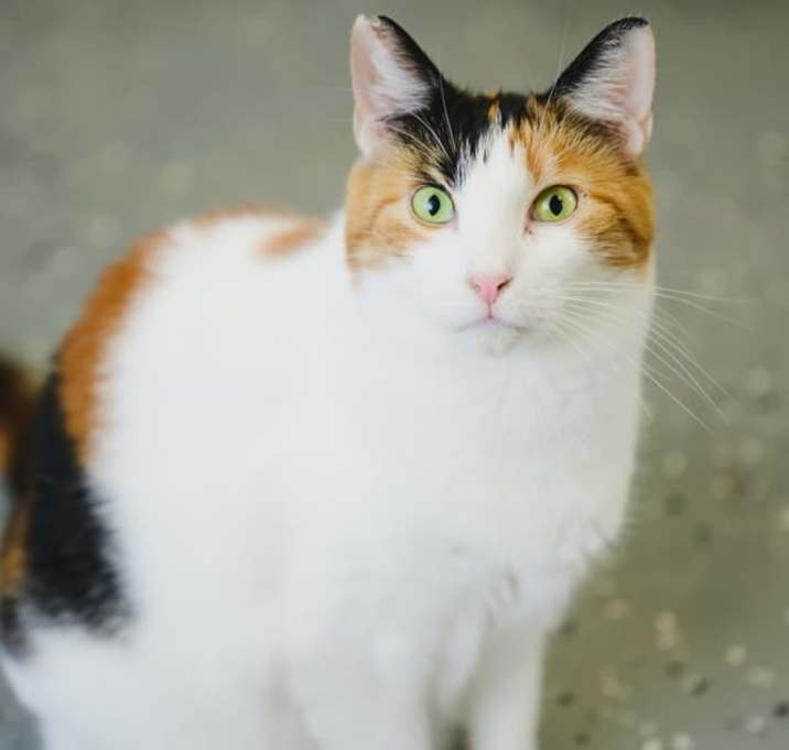 Photo of Mable