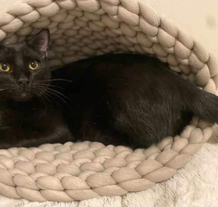 Photo of Bagheera