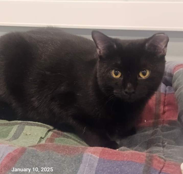 Photo of Loki