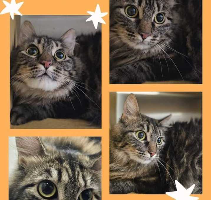 Photo of Fluffy