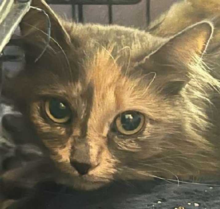 Photo of Rowena