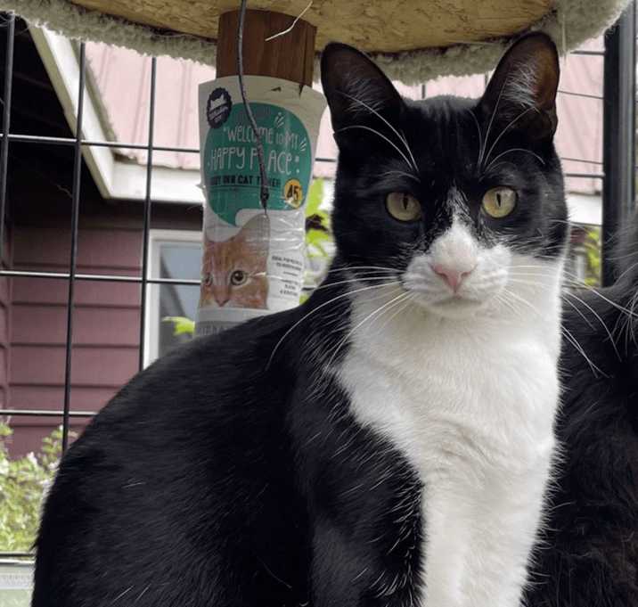 Photo of Oscar
