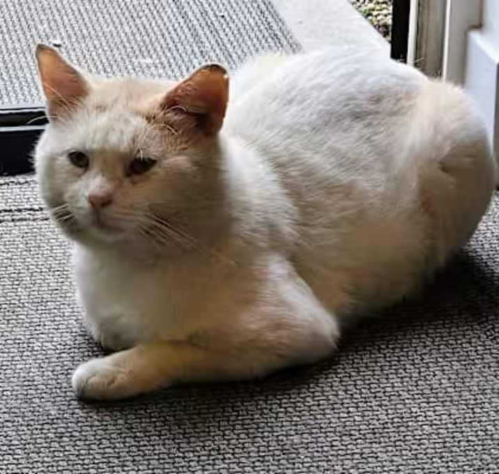 Photo of Big Boy