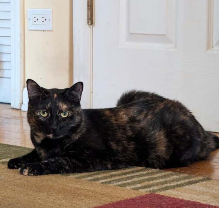 Photo of Arrow (bonded to Batman)