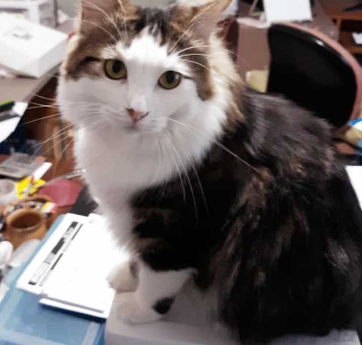 Photo of KeeKee