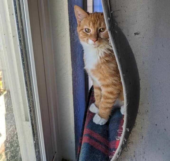 Photo of Ron - Considering safe indoor/outdoor placement