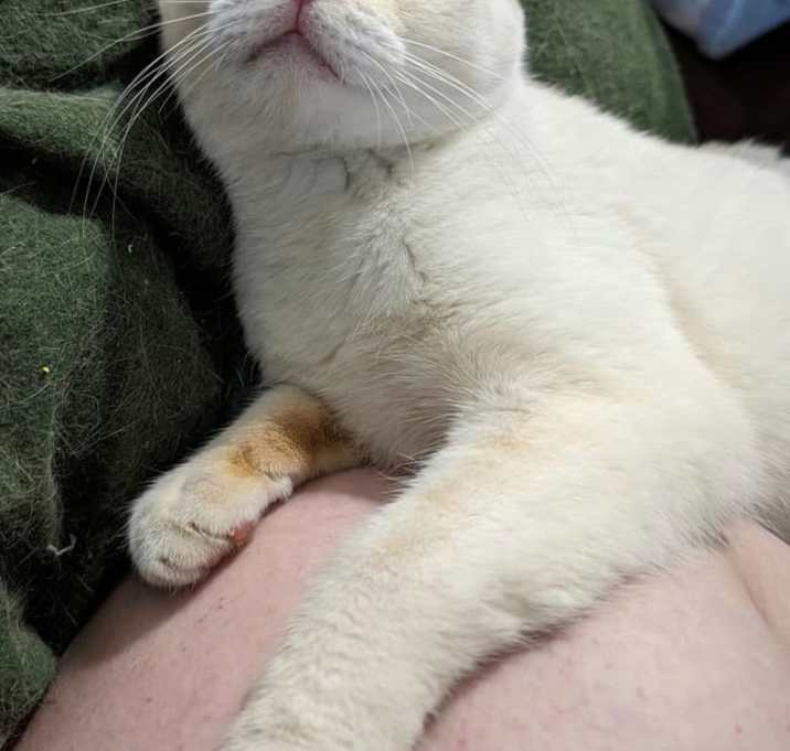 Photo of Mau