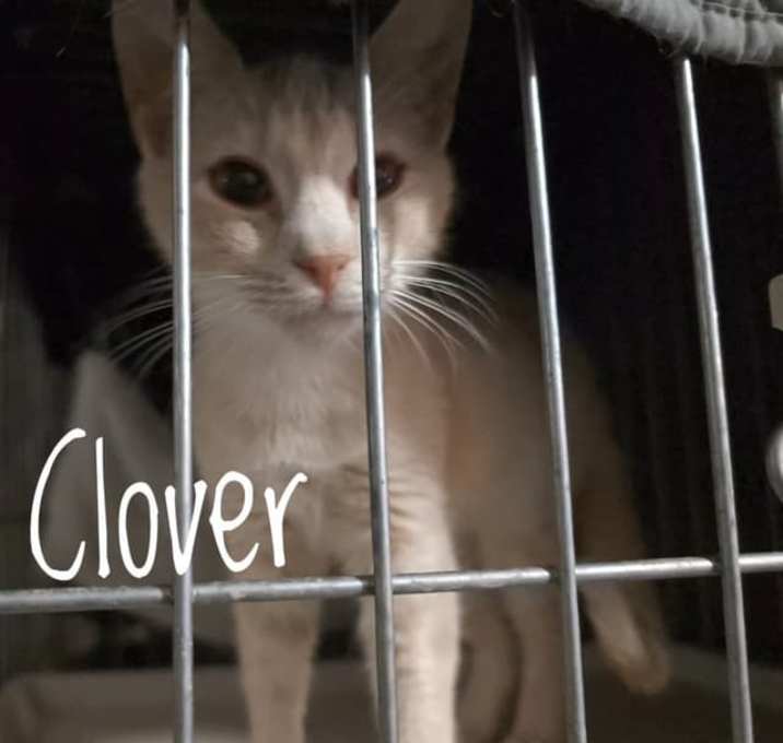Photo of Clover