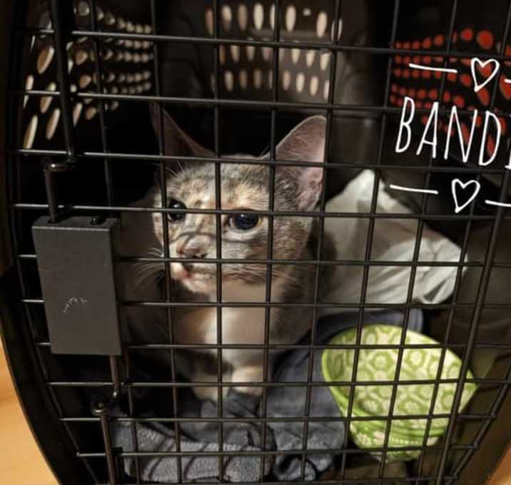 Photo of Bandit