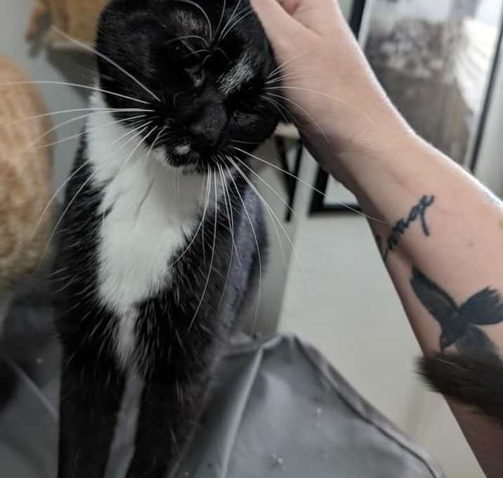 Photo of Oreo - Considering Indoor/Outdoor Placement