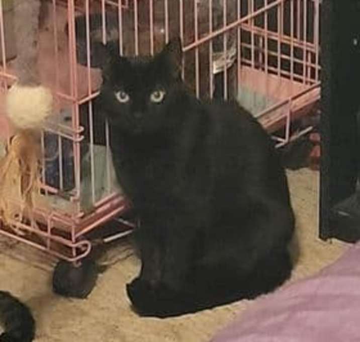 Photo of Raven