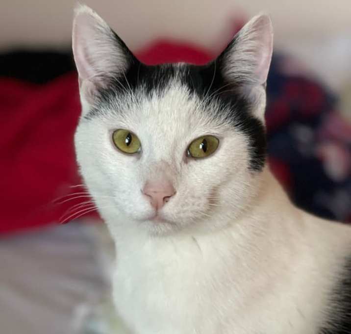Photo of Otis
