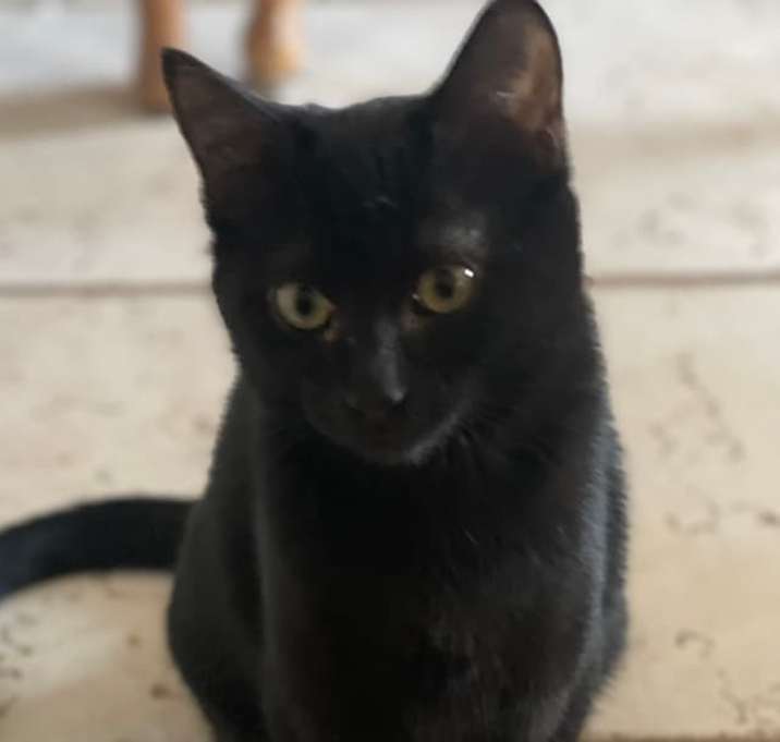 Photo of Raven