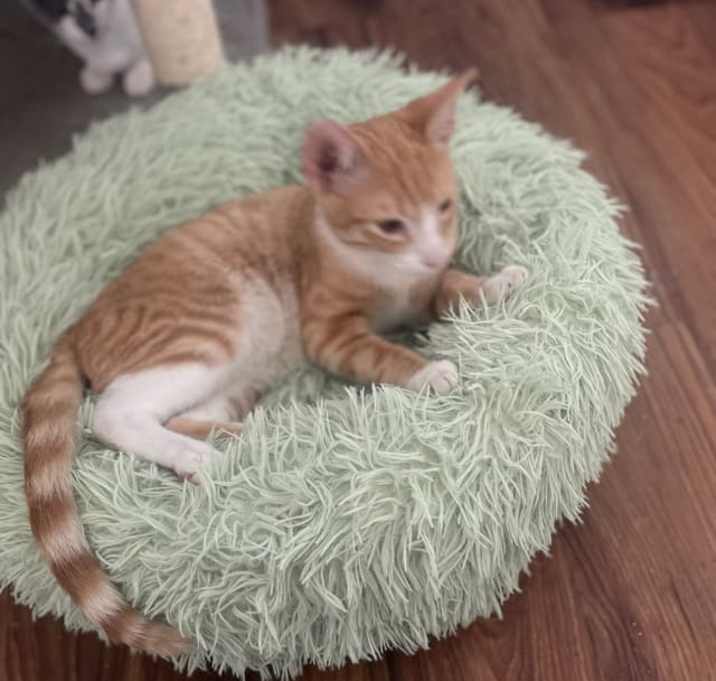 Photo of Petie