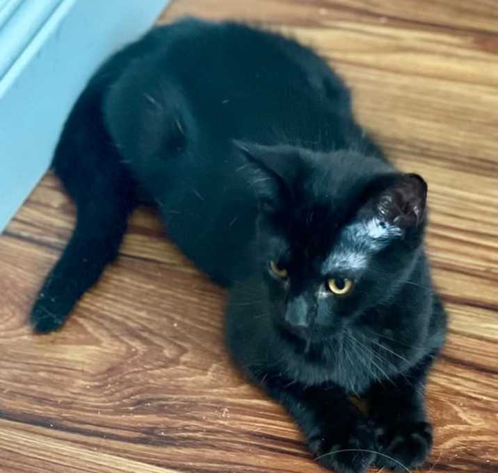 Photo of Sammy