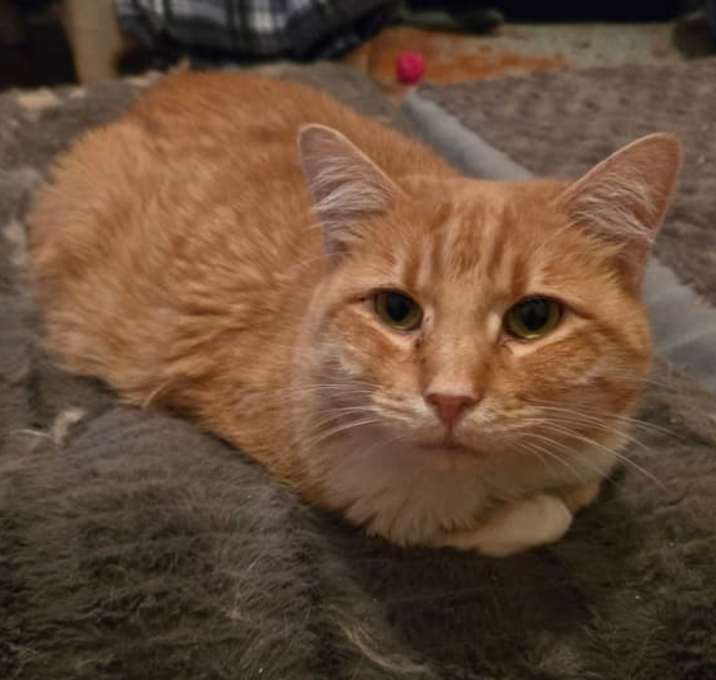 Photo of Cornelia