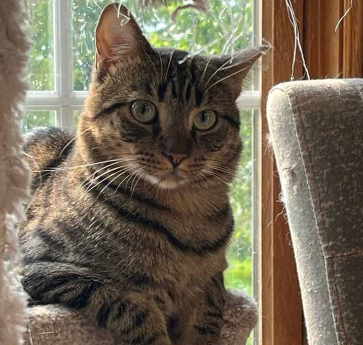 Photo of Golden