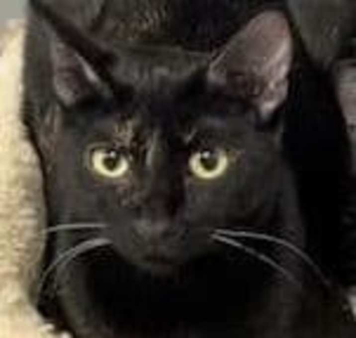 Photo of Shy