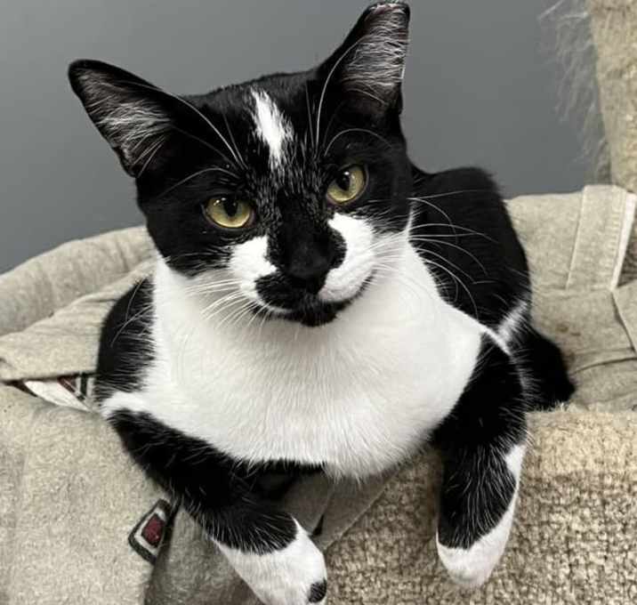 Photo of Yang (Mini Moo)