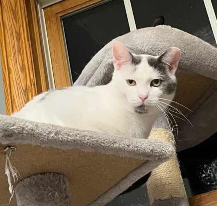 Photo of Spot