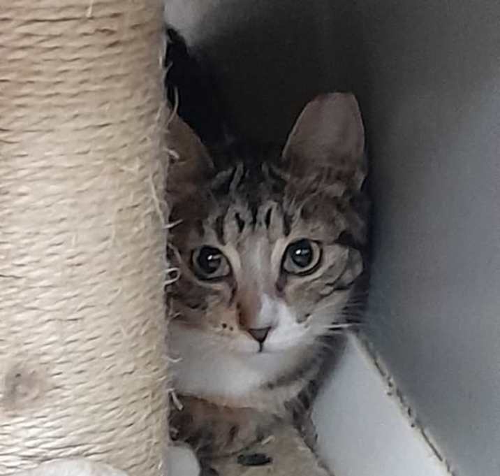 Photo of Pebbles