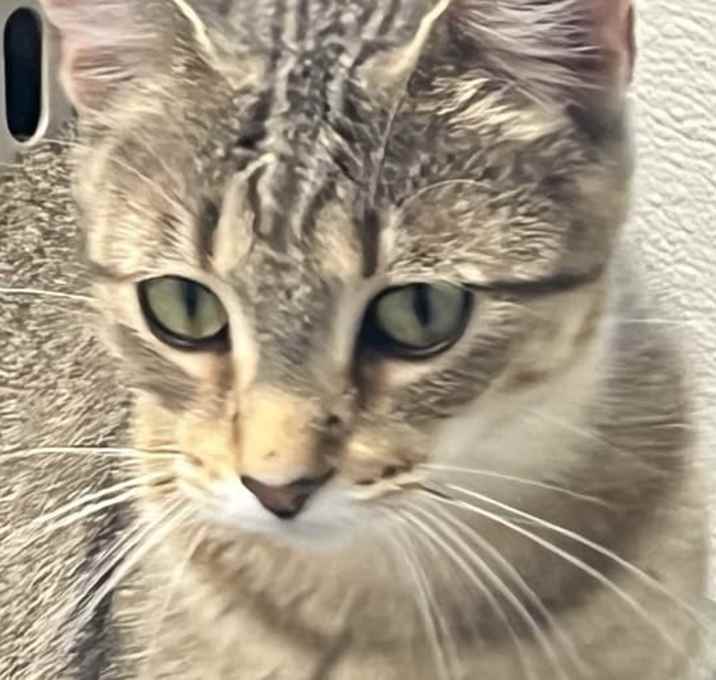 Photo of Sweetie