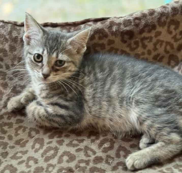 Photo of Quasar