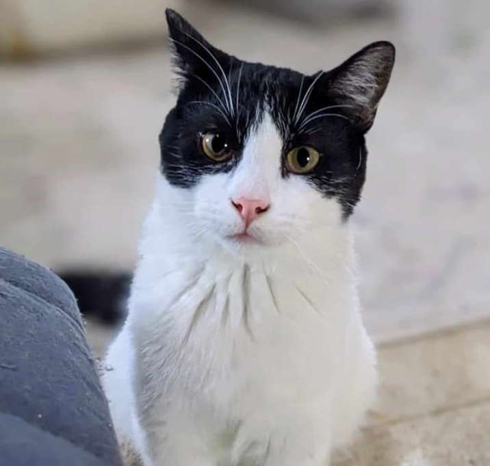 Photo of Comet