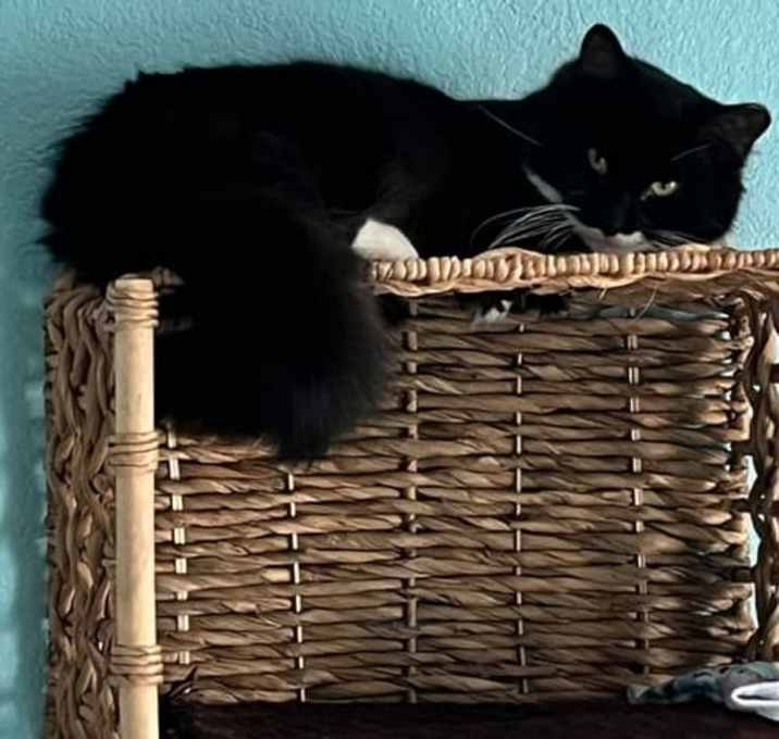 Photo of Batman