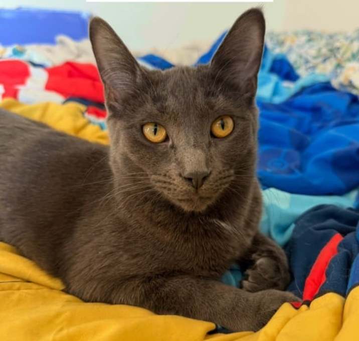 Photo of Prudence ( Bonded with Hyacinth)