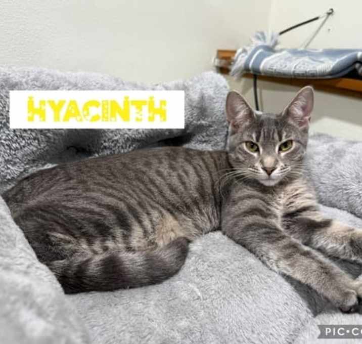Photo of Hyacinth (bonded with Prudence)