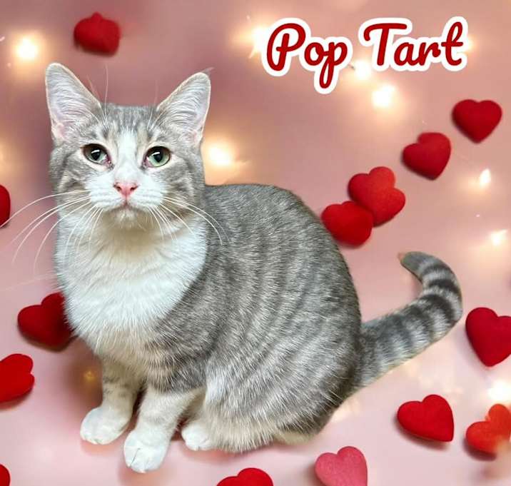 Photo of Poptart