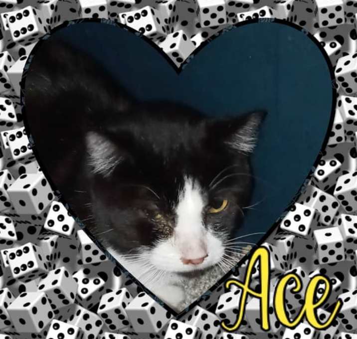Photo of Ace