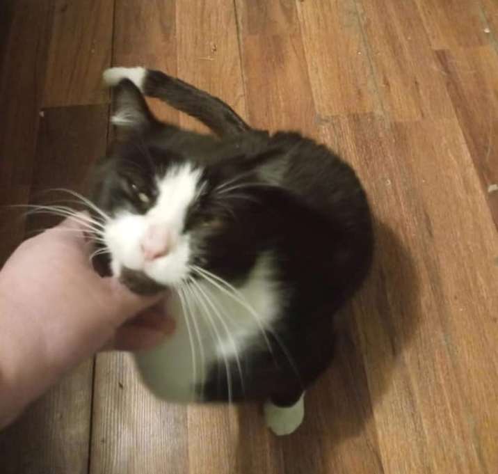 Photo of Ace