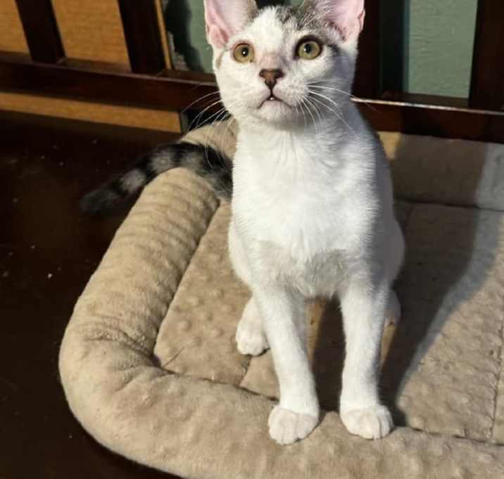 Photo of Sprinkles