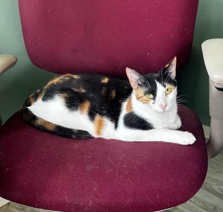 Photo of Spice